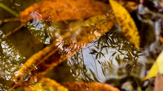 Trippy undulating liquid nature