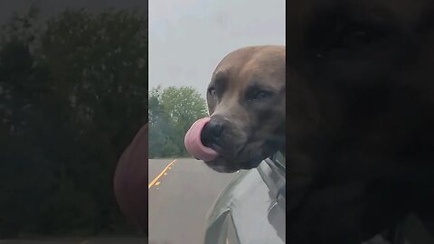 Pitbull Flapping Out of a Car Window #pitbulldog #shorts #dogs #pets