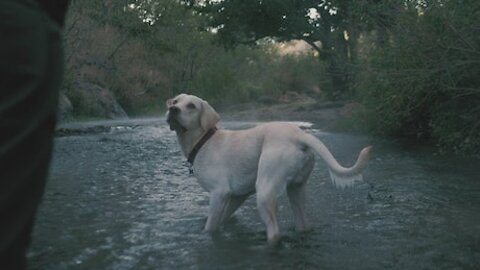 Dog catches a ball in a river