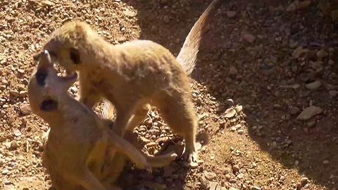 "Vicious" meerkat fight caught on camera
