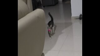 My cat likes to play fetch like a dog