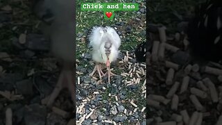 3 week old chick with mother hen ❤️