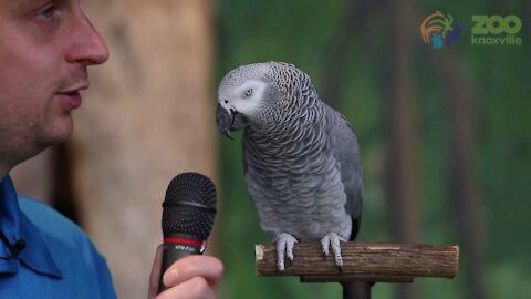 Einstein the African Grey Parrot showed off her vocabulary skills with a 200 sounds and words