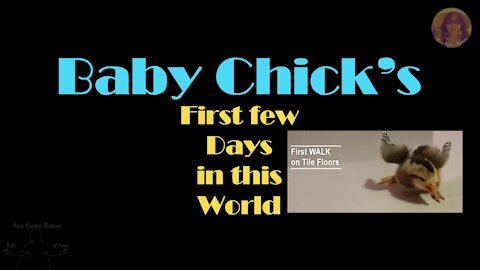 Baby Chick's First Outing on Human Ground