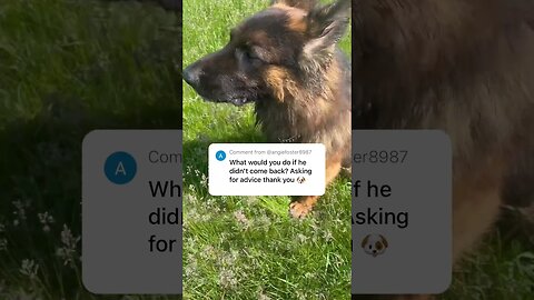 Lost Dog? Master Recall with Daily Drills!