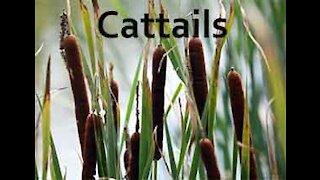 PFTTOT Part 121 Benefits of Cattails