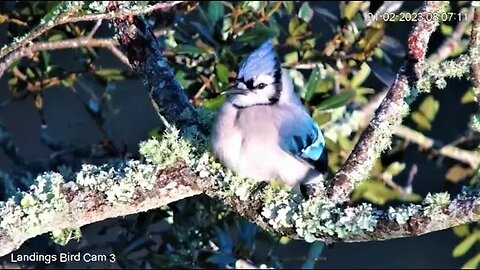 Blue Jay Poses For The Camera 🌳 01/02/23 08:07