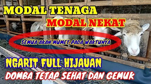 KISAH INSPIRATIF PETERNAK DOMBA FULL NGARIT