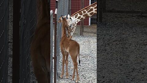 The World’s Only Spotless Giraffe in Tennessee | Brights Zoo