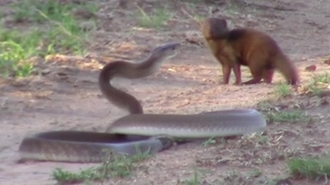 Brave Mongoose Tackles Lethal Black Mamba Snake: SNAPPED IN THE WILD