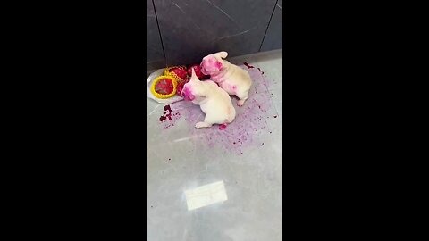 funny Dogs baby play with colour