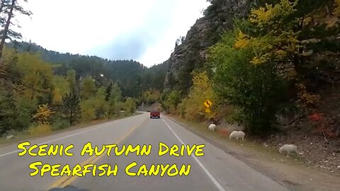Scenic Autumn Drive in Spearfish Canyon in the Black Hills of South Dakota