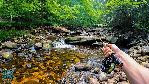 Fly Fishing for BIG Brook Trout! (Appalachian Mountains)