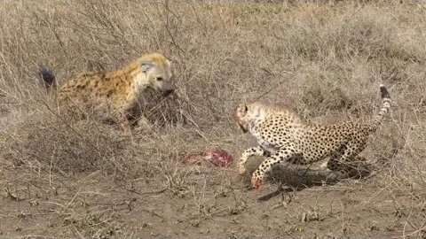 Cheetah versus Hyena, Hyena vs. Cheetah, who wins?