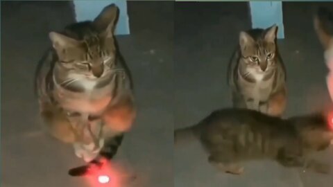 Clever Cats Playing with LaserLight