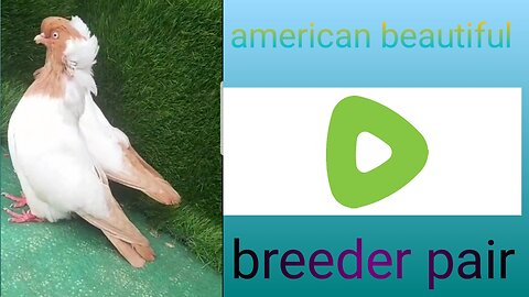 American beautiful breeder pair