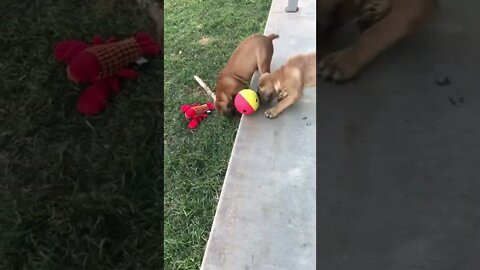 New puppy toy. LonelyCreek bullmastiff #bullmastiff #bullmastiffpuppy