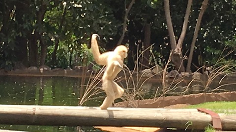 Gibbon Running , hilarious