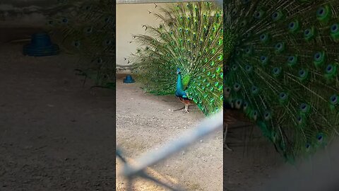 #nature #trending #travel #viral #ytshorts #support #subscribe #shorts #peacock #peacockdance #calm