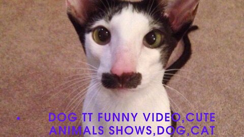 dog tt funny video,cute animals shows,dog,cat