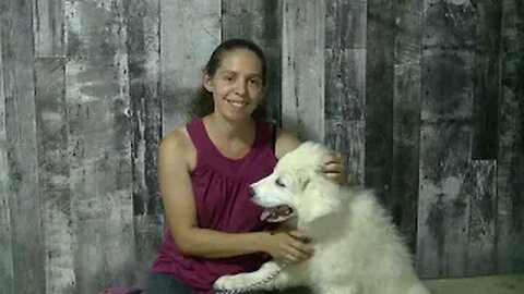 Guarding the Goats: A new job for Max, the Great Pyrenees Guardian Dog