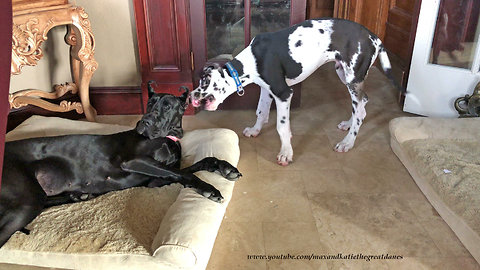 Energetic puppy pesters napping Great Dane