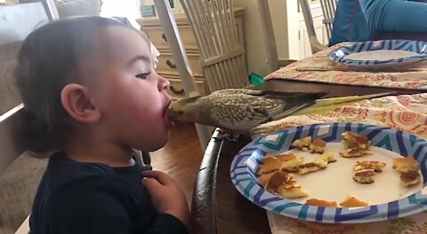 Little children and small bird how to eating together