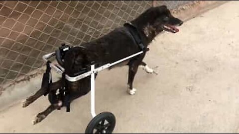 Ces chiens handicapés peuvent se déplacer en chaise roulante