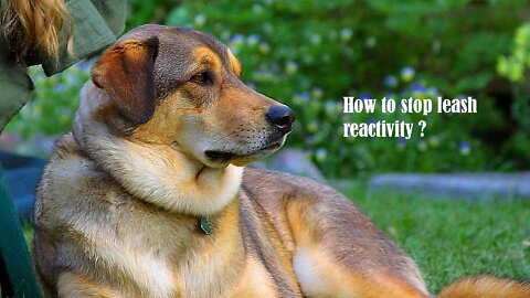 How to stop leash reactivity || dog trainer || 2022