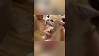 Pets Funny Shorts #funny #video #animals #pets #shorts #trending