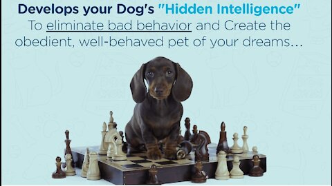 BEHAVED PET OF YOUR DREAMS [ BRAIN TRAINING FOR DOGS ]