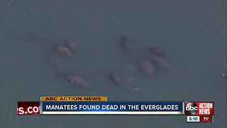 Manatees found dead in the Everglades, officials investigating