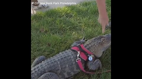 Phillies baseball fan is barred from coming into the game, because of bringing an alligator with him