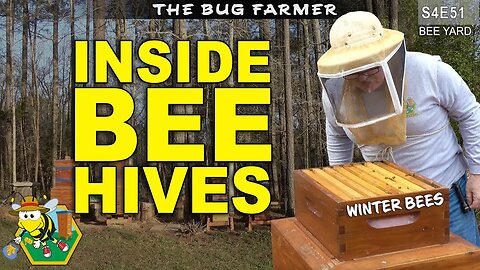 Winter Queen Hunt | Checking Bee Barns for health and stores. #beekeeping #insects