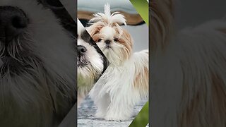"Shih Tzus: Small Dogs with Big Personalities"