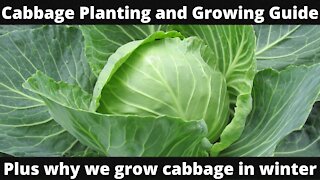 Cabbage planting and growing guide plus why we grow cabbage in winter!