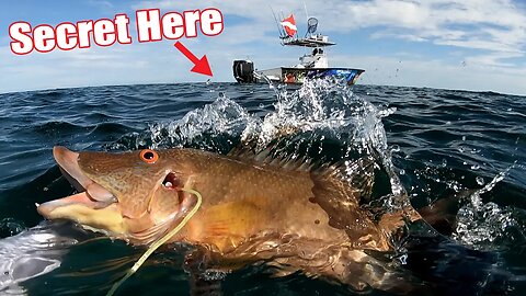 the SECRET JUICE to catch Hogfish {catch and cook}