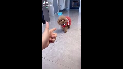 Adorable Dog Funny Pet Videos