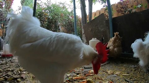 Backyard Chickens Food Scraps Mukbang Sounds Noises Hens Clucking Roosters Crowing!