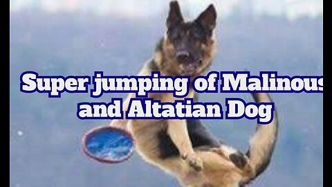 Malinois and an Alsatian showcasing jumping prowess.