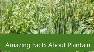Amazing Facts About Plantain
