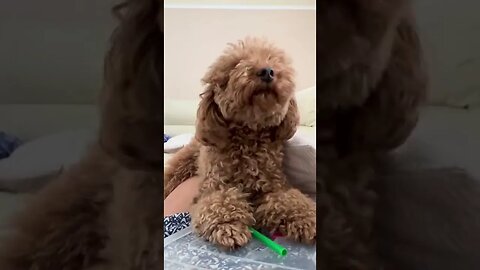 😂 cute dog video 😂, part 118 #shorts