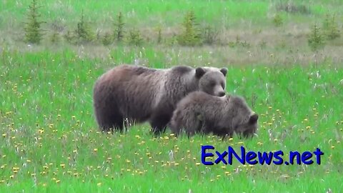 Mother Grizzly bear and her bear cub just east of Banff National on Park Trans Canada Hwy.