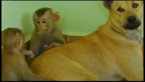 Monkey and dog So Funny Video