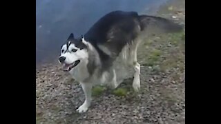 Only Husky can do this!?