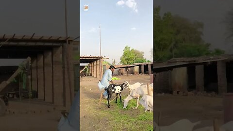 Chor Say Panga Menga Par Gya P1 #sdqfilms #reels #funny #comedy #viral #whatsappstatus #funny