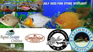 Aquatic Wetline W/ Aqua Alex: July 2023 Fish Store Spotlight