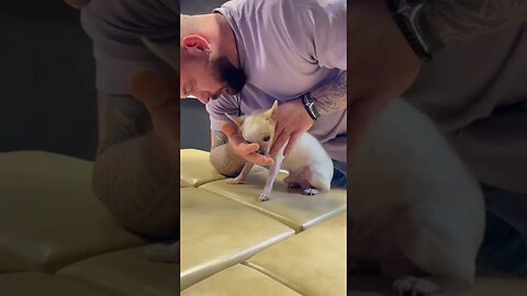 Chihuahua getting adjusted his neck by Chiropractor