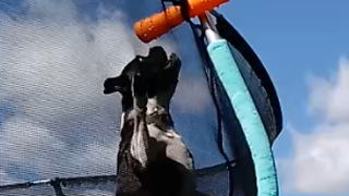 Dog Jumps High On Trampoline To get His Favorite Chew Toy
