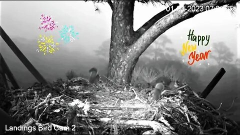 Squirrels Have a New Year's Party-Cam Two 🎈 01/01/23 06:59